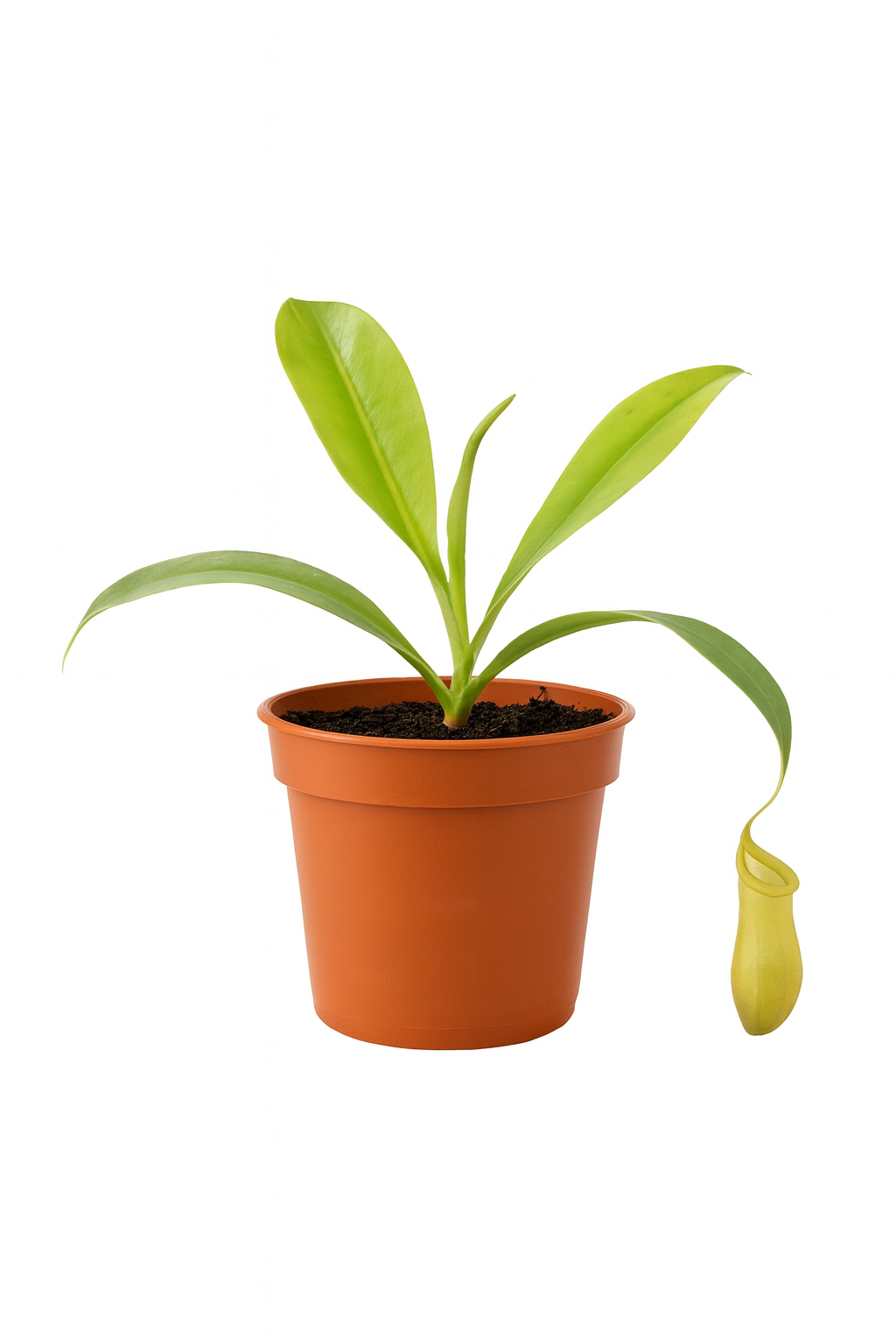 Tropical Pitcher Plant