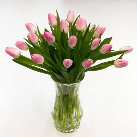 Tulips