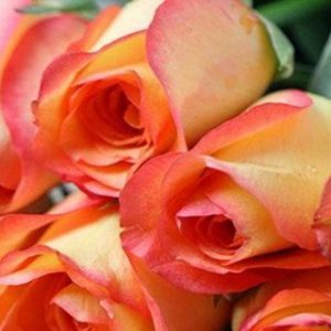 Two Tone Orange
