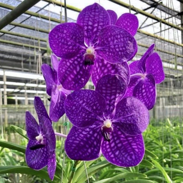 Vanda Blue