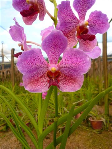 Vanda Pink