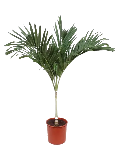 Veitchia Merrilli