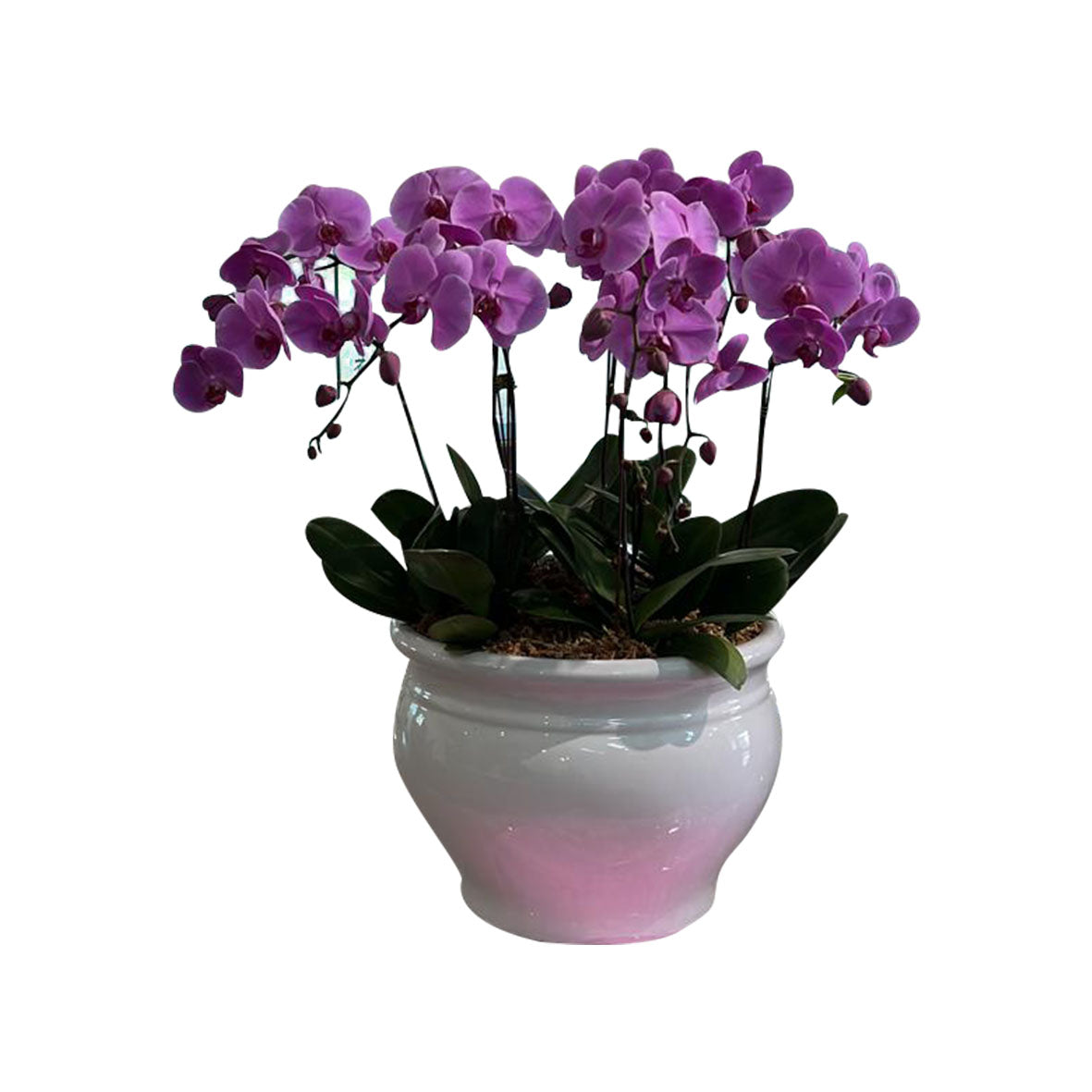 Violet Crest