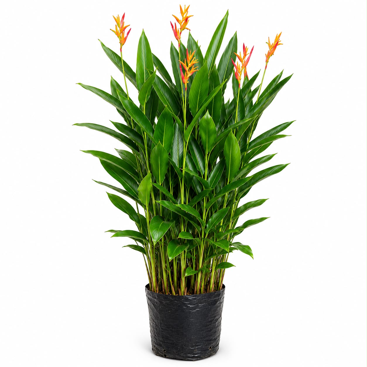 Heliconia Psittacorum (Parrot’s Beak Heliconia) | Tropical Flowering Plant