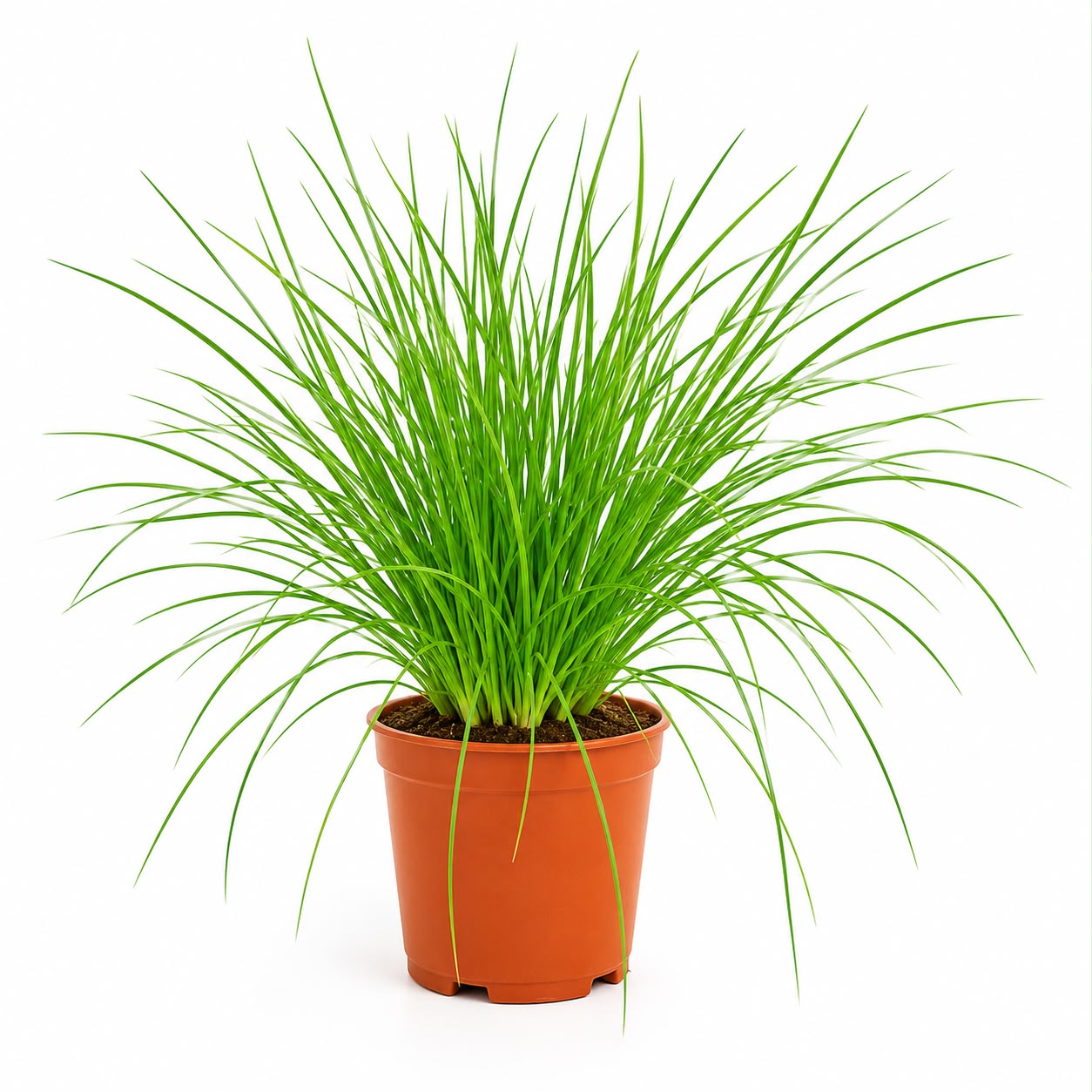 Chives Plant | Herb Plant
