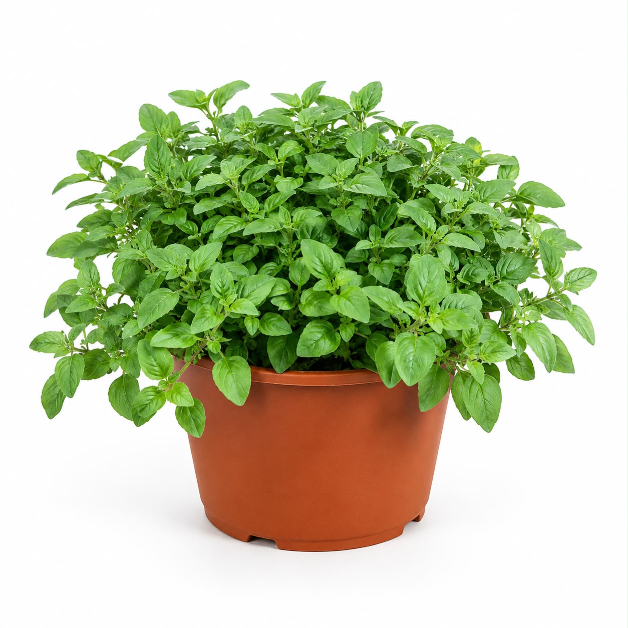 Oregano Plant | Herb Plant