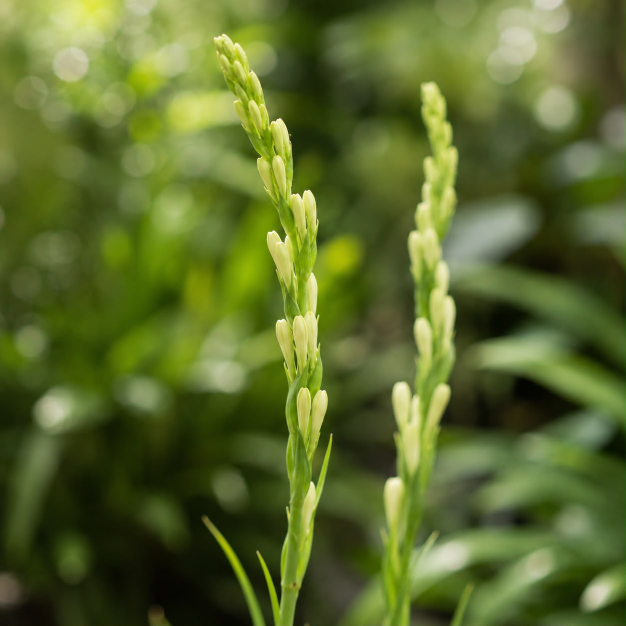 Tuberose Plant | Flowering Plant