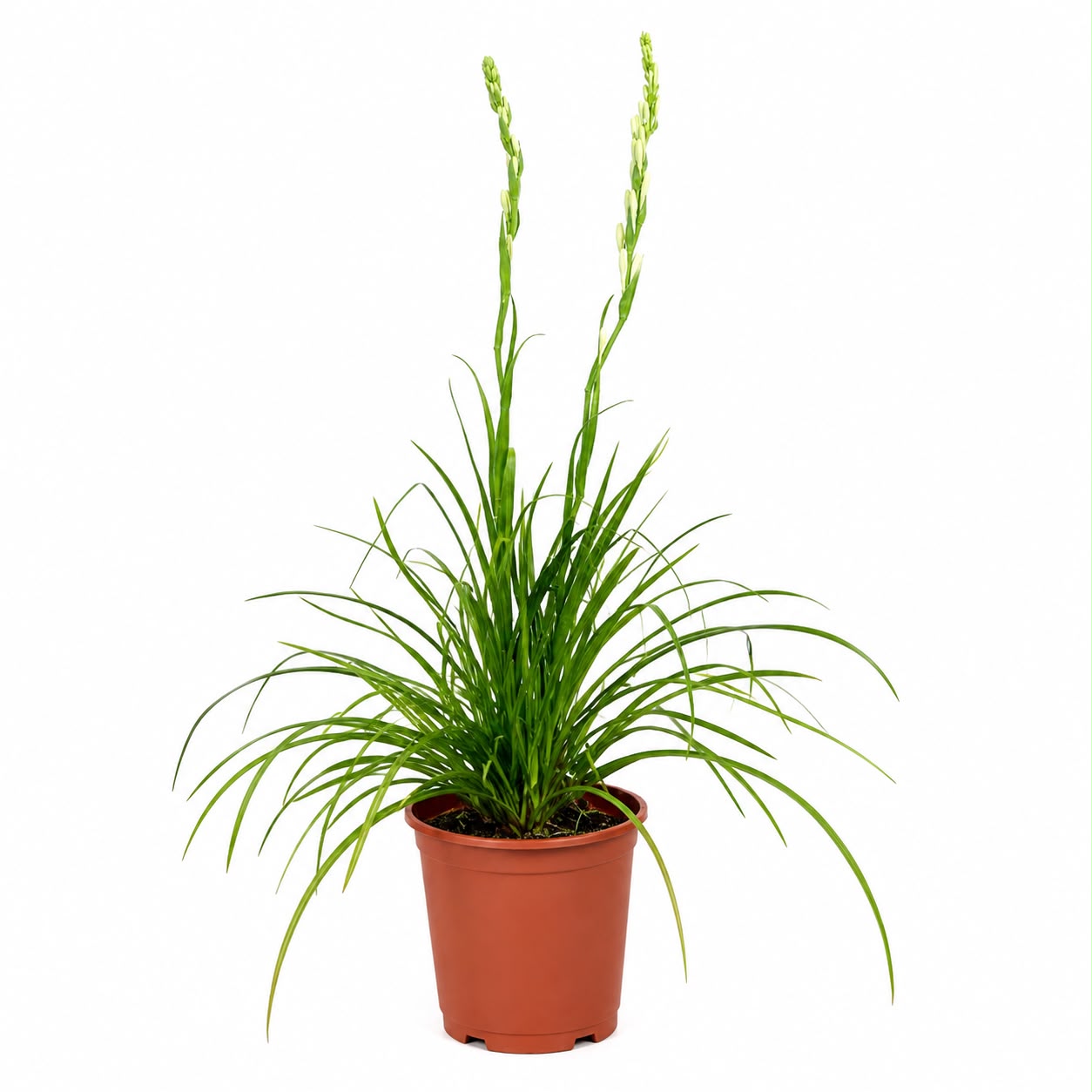 Tuberose Plant | Flowering Plant