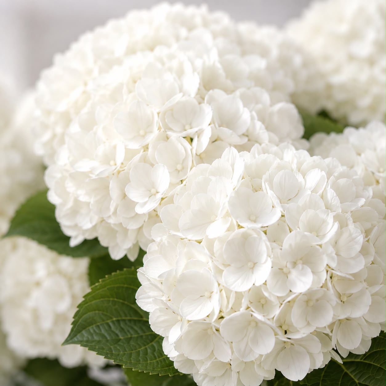 Pure Hydrangea Elegance – 10 Stalks | Fresh Flower Bouquet