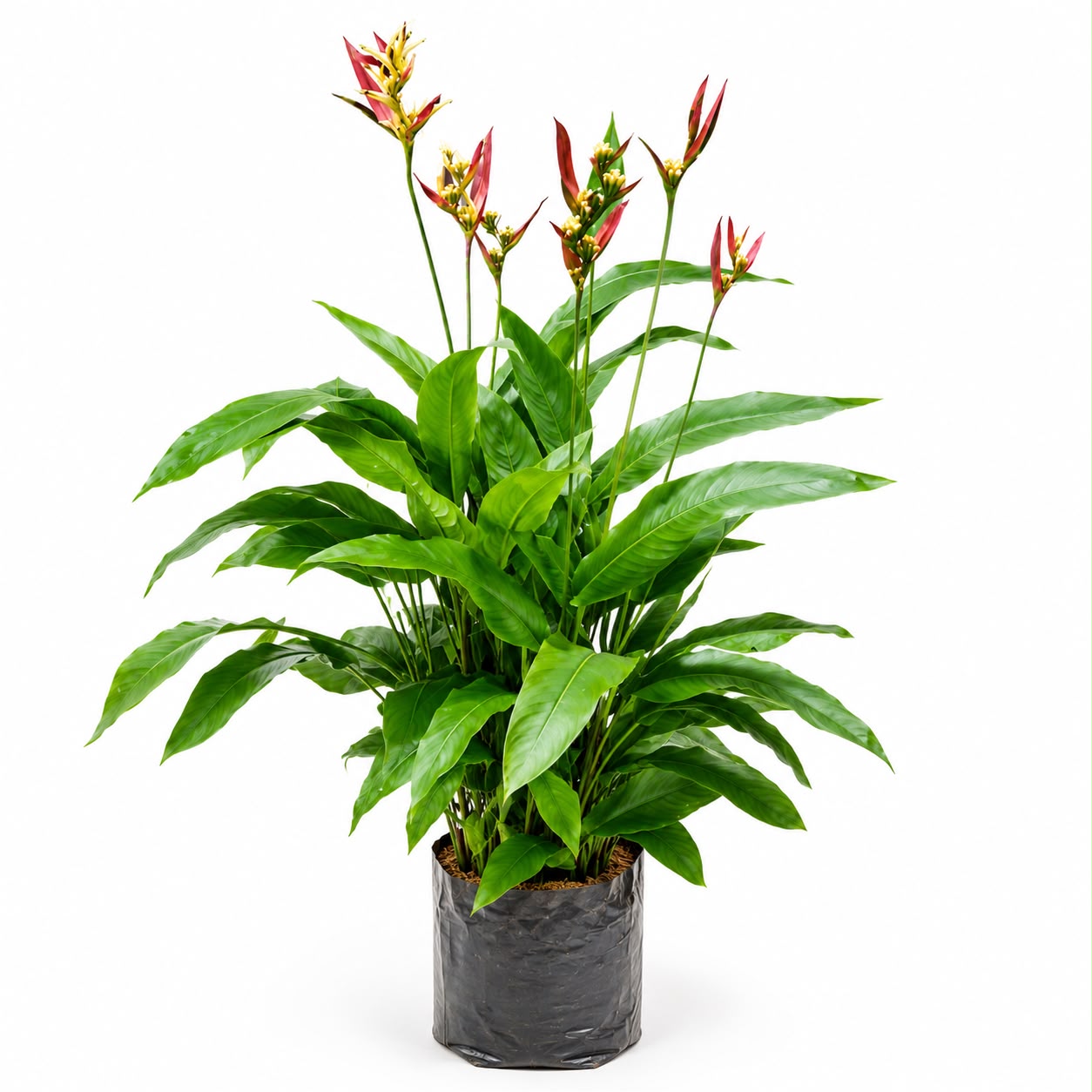Heliconia Psittacorum (Parrot’s Beak Heliconia) | Tropical Flowering Plant