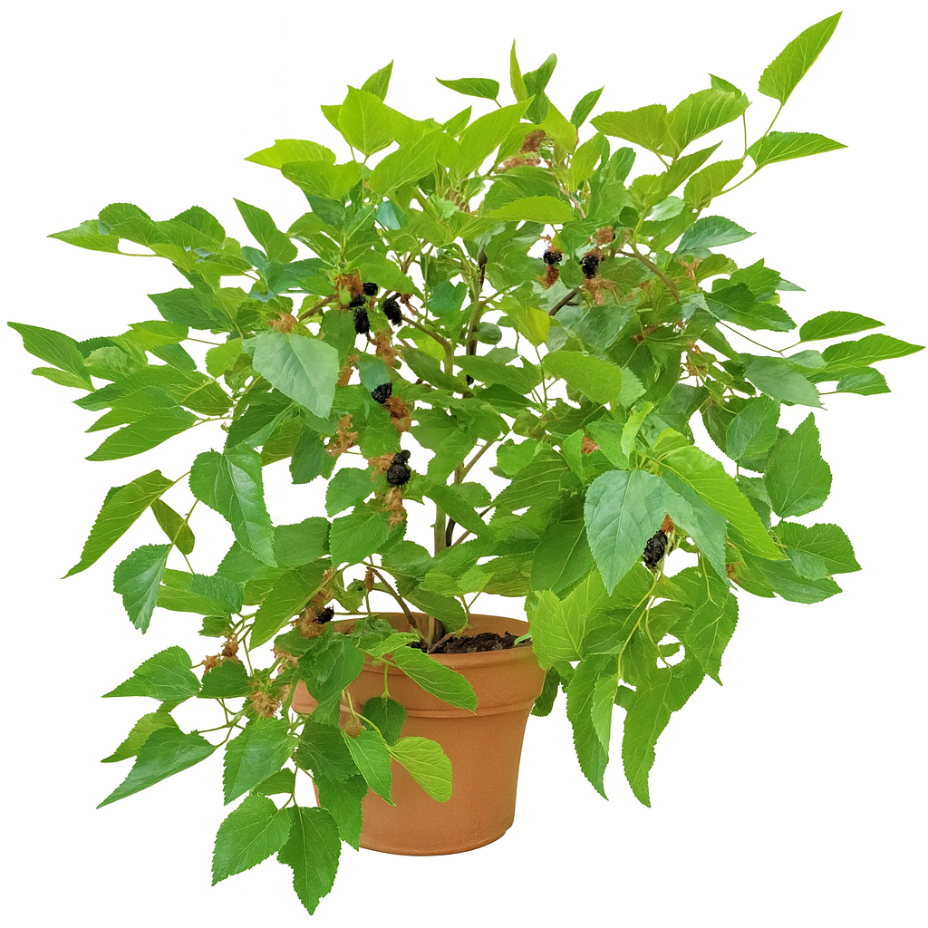 White Mulberry Alba