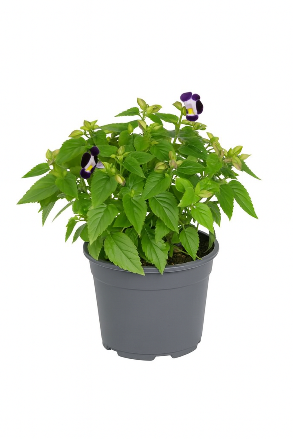 Wishbone Flower Plant