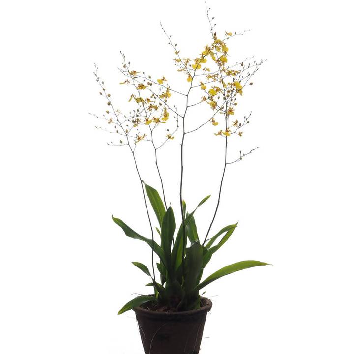 Onicidium Yellow Orchid Potted