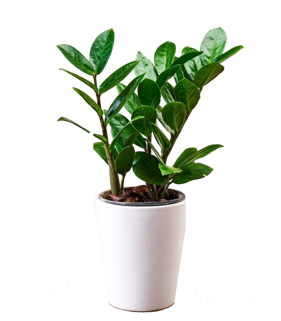 Zamioculcas Zamiifolia (ZZ Plant)