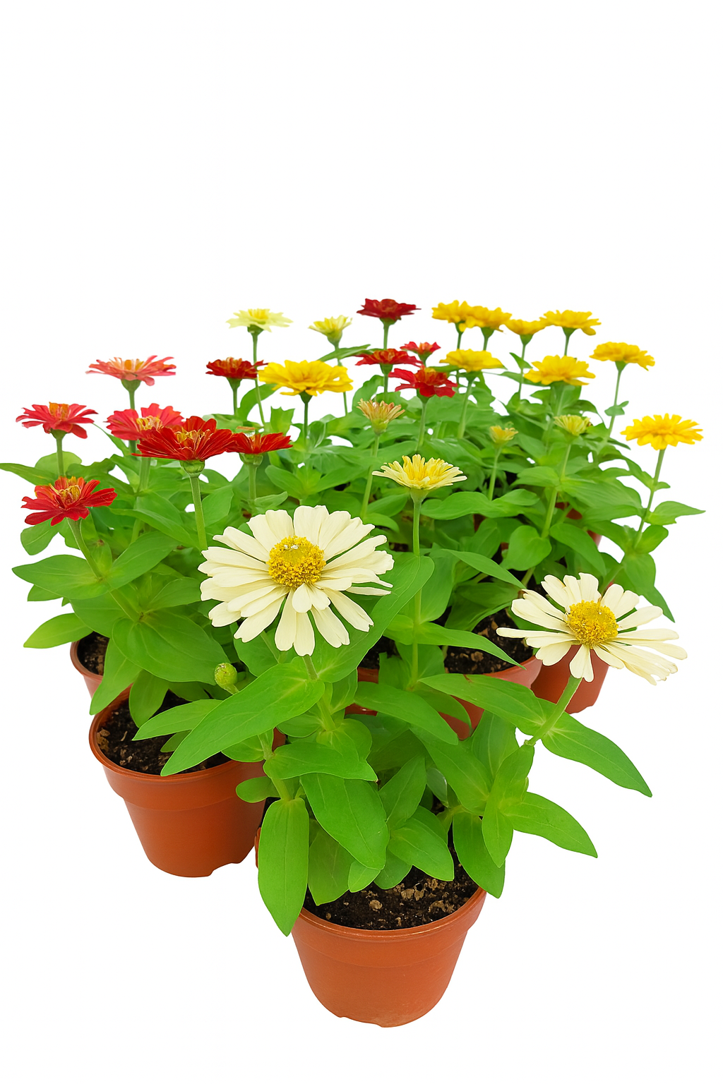 Zinnia Plant