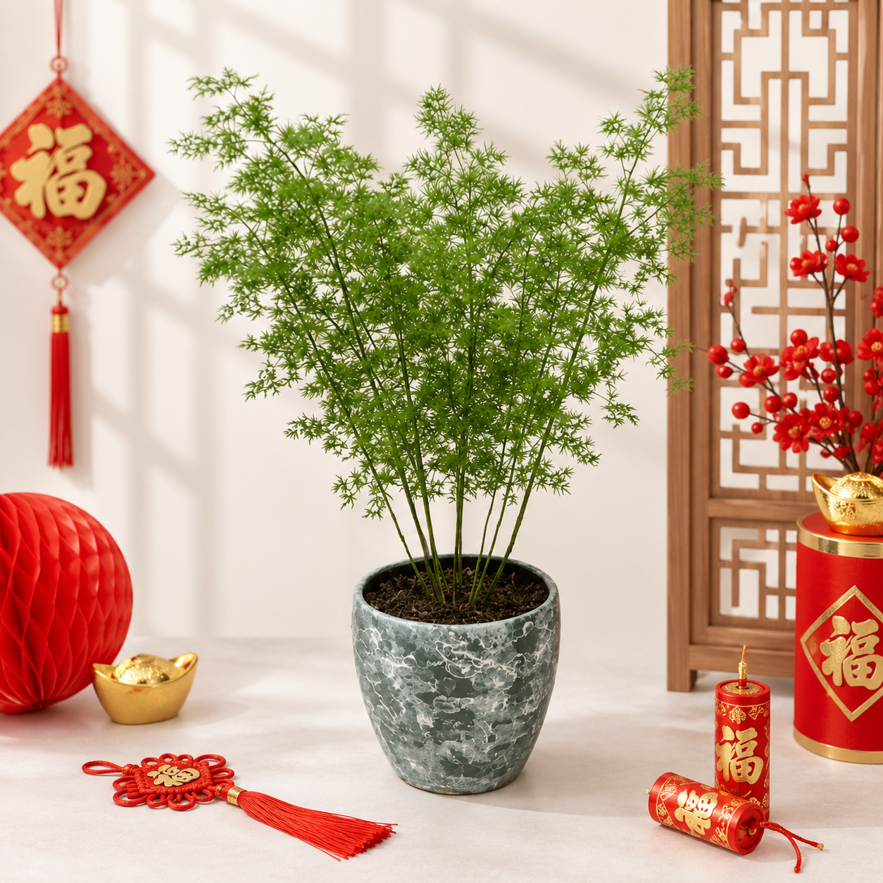 CNY Asparagus plumosus | Indoor Plant