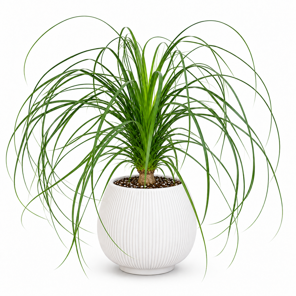 Beaucarnea Recurvata | Home Plant