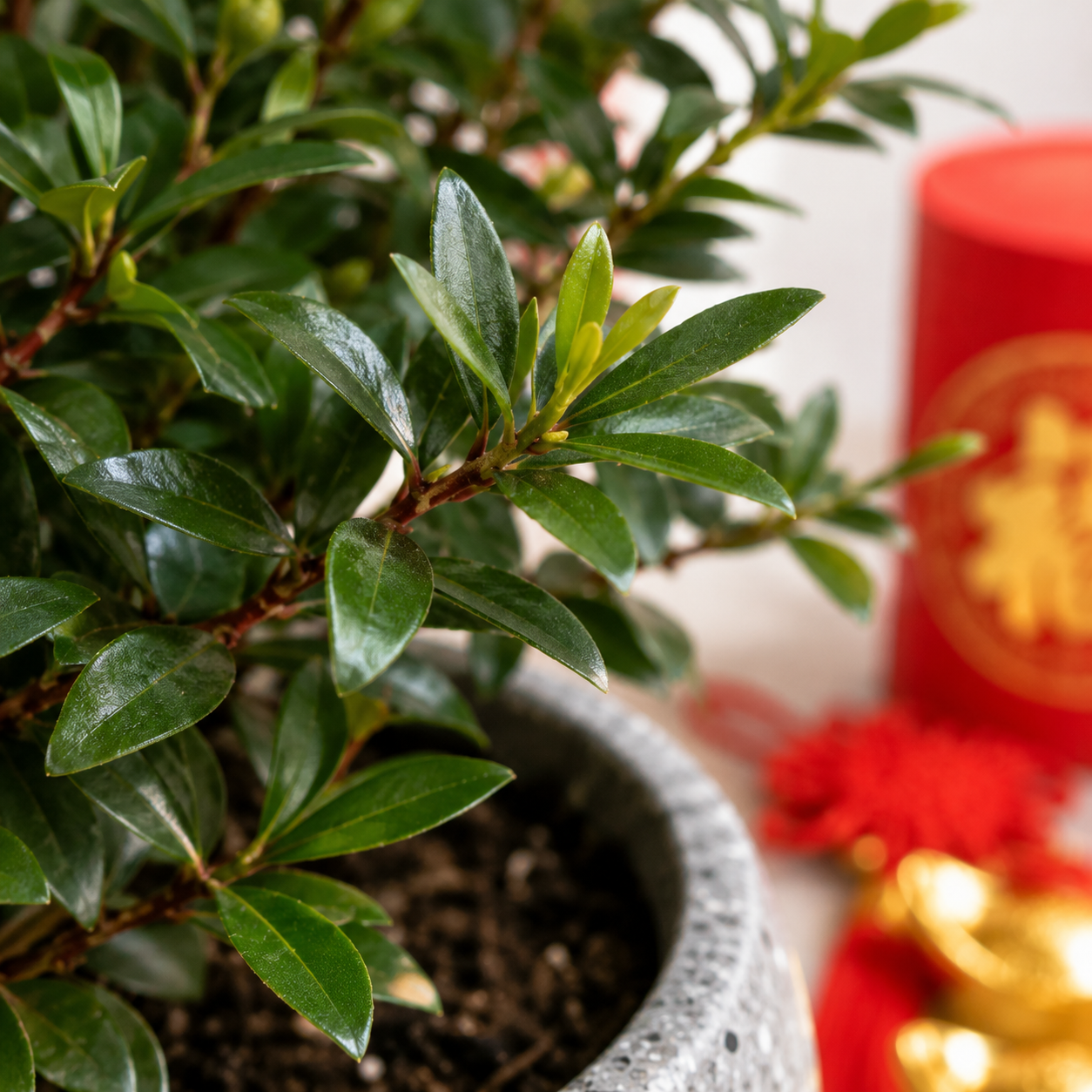CNY Syzygium buxifolium | Potted Plant