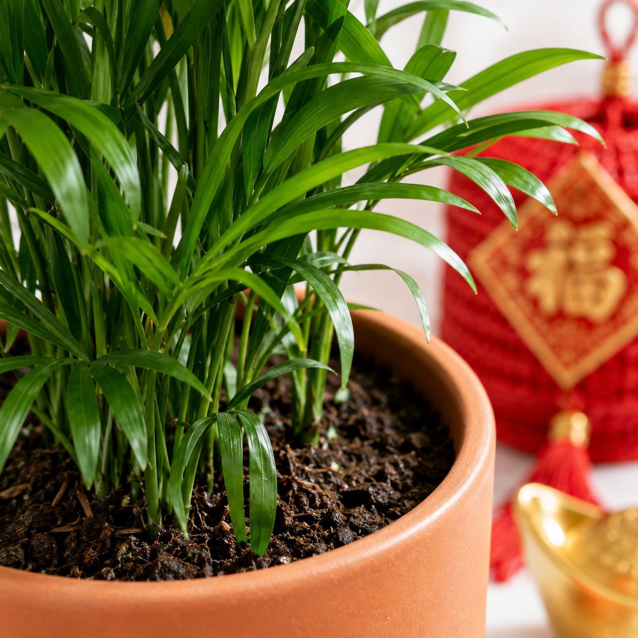 CNY Chamardorea elegans | House Plant