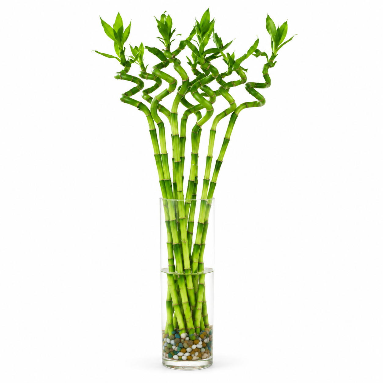 CNY Fresh Curly Bamboo | Office Plant