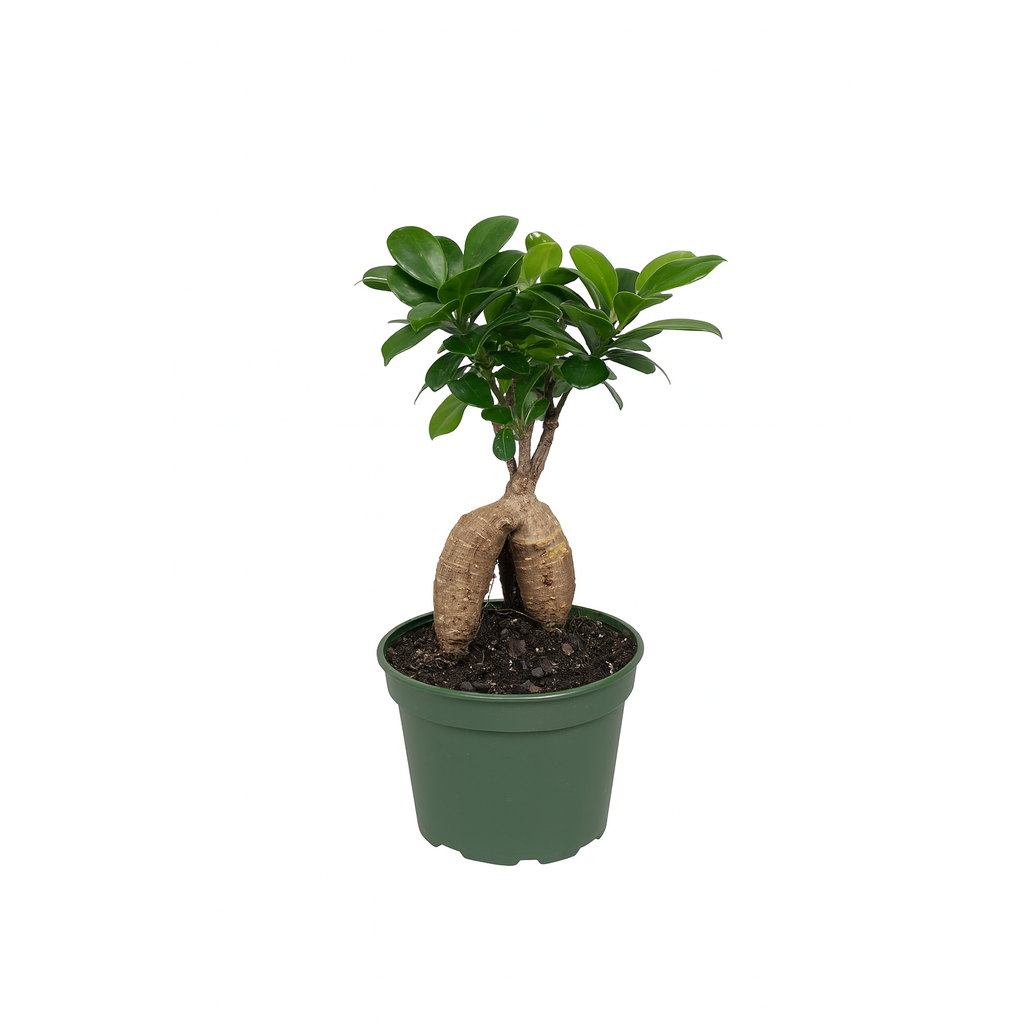 Ficus Ginseng (Mini Bonsai) | Indoor Plant