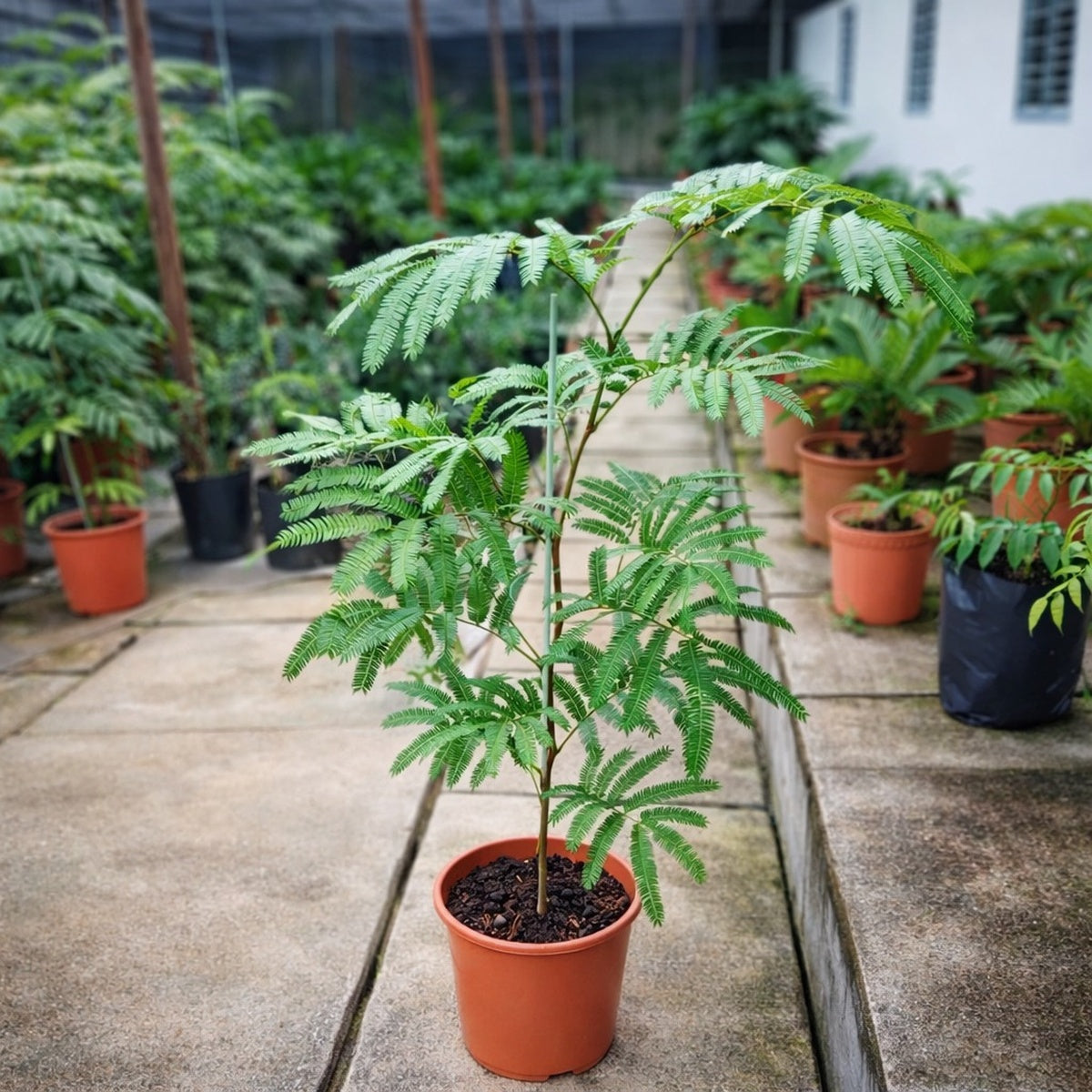 Everfresh Plant | House Plant