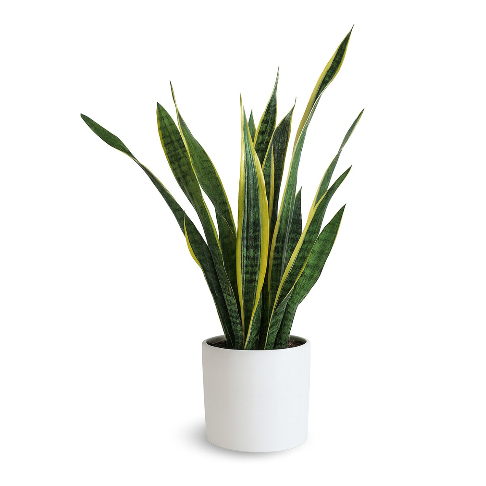 Sansevieria Laurentii