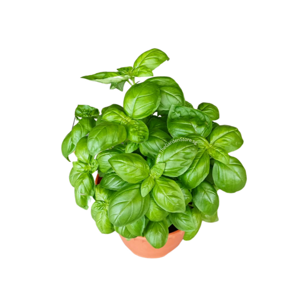 Sweet Basil | Herb Plant