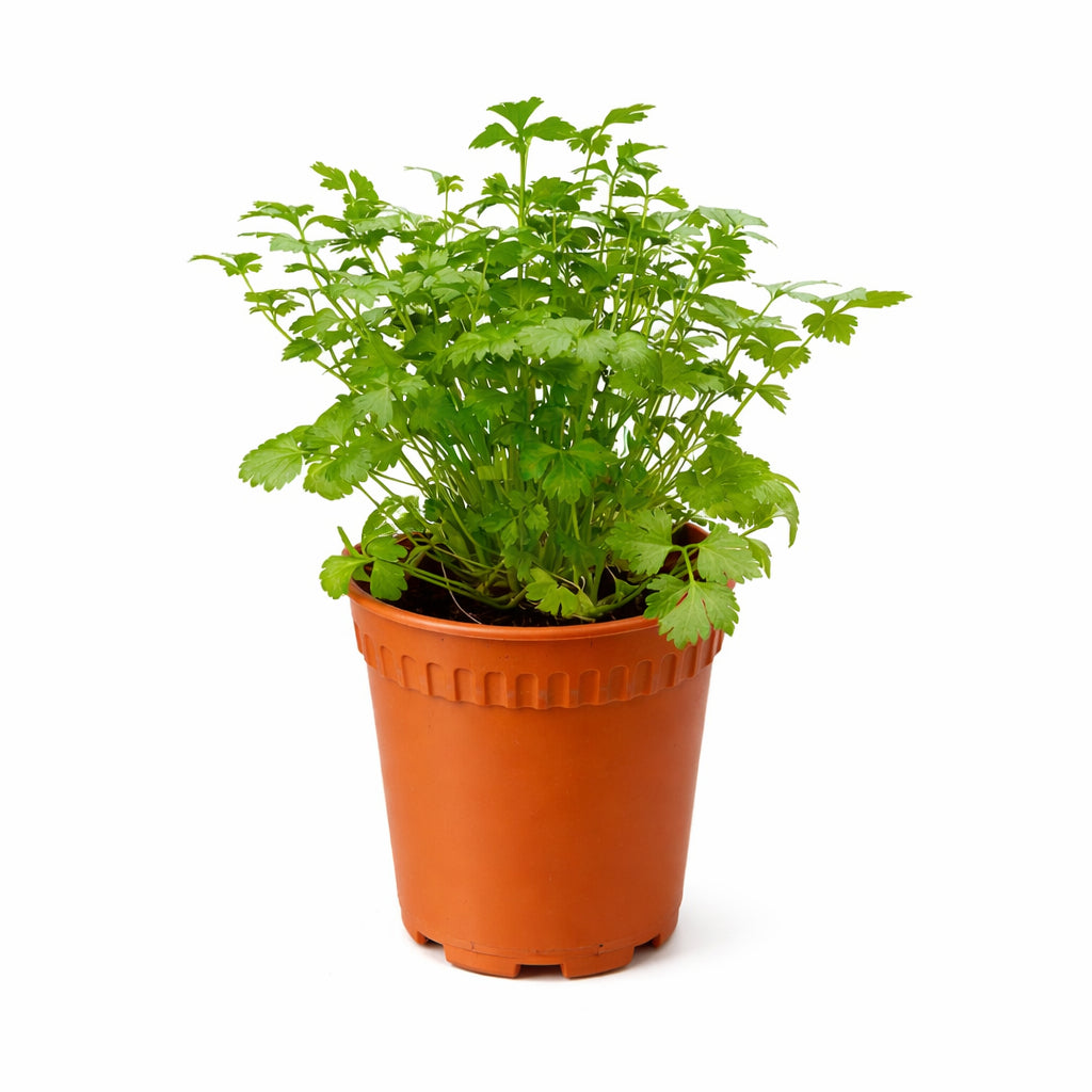 English Parsley | Herb Plant