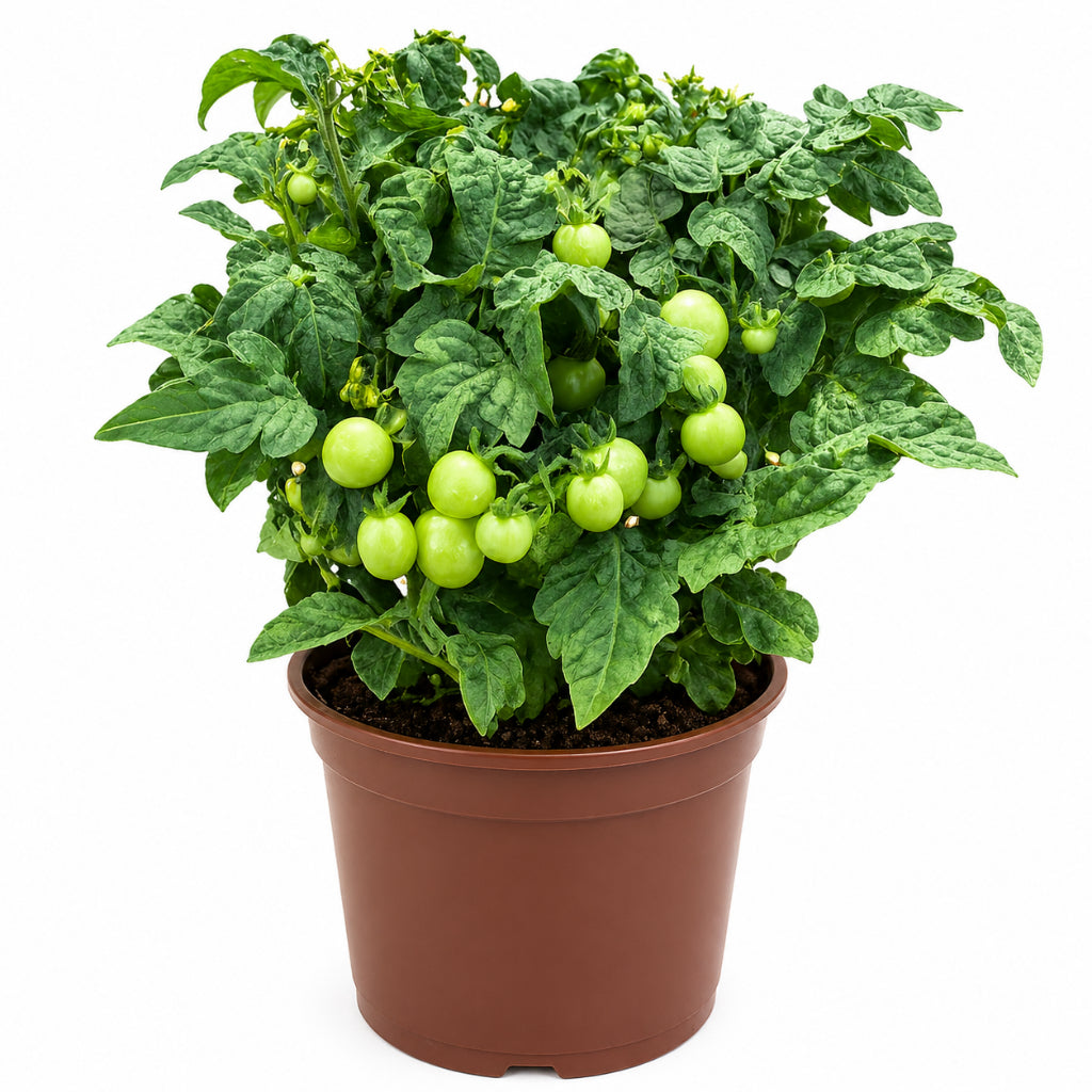 Cherry Tomato | Herb Plant