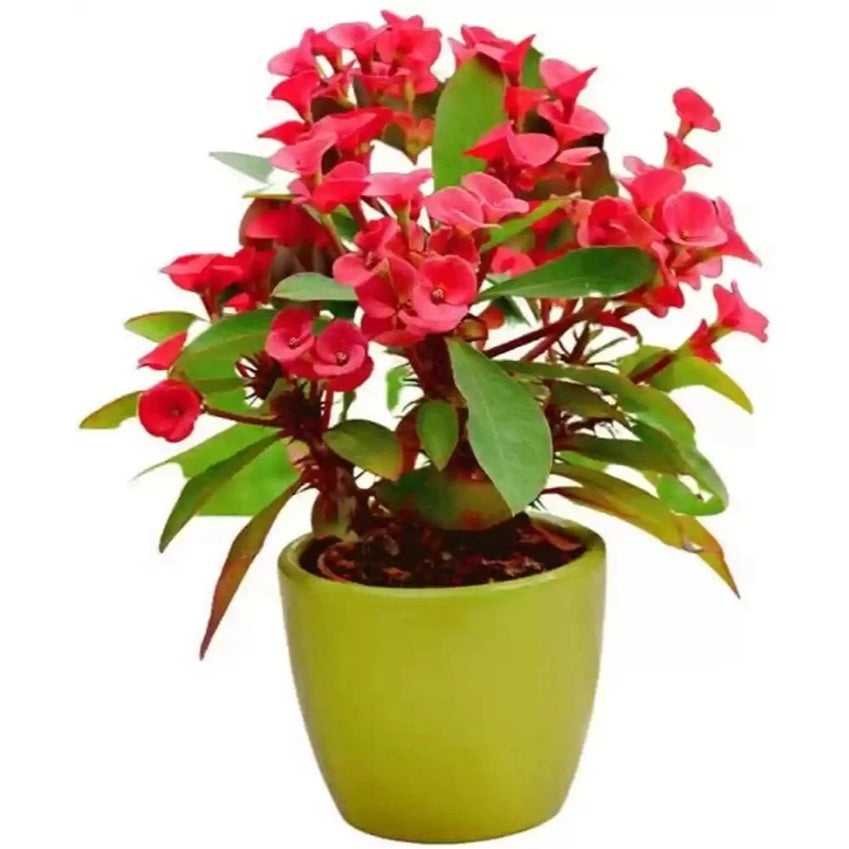 Euphorbia Milii | Outdoor Plant