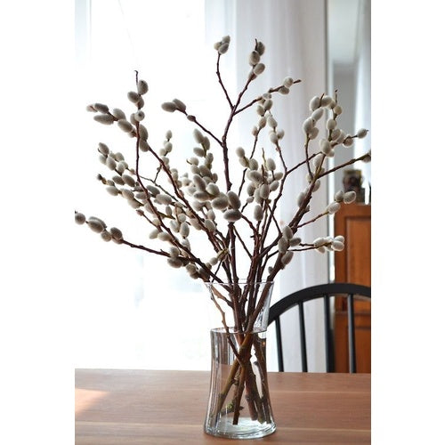 [Pre-Order] CNY Pussy Willow Single – 10 stems